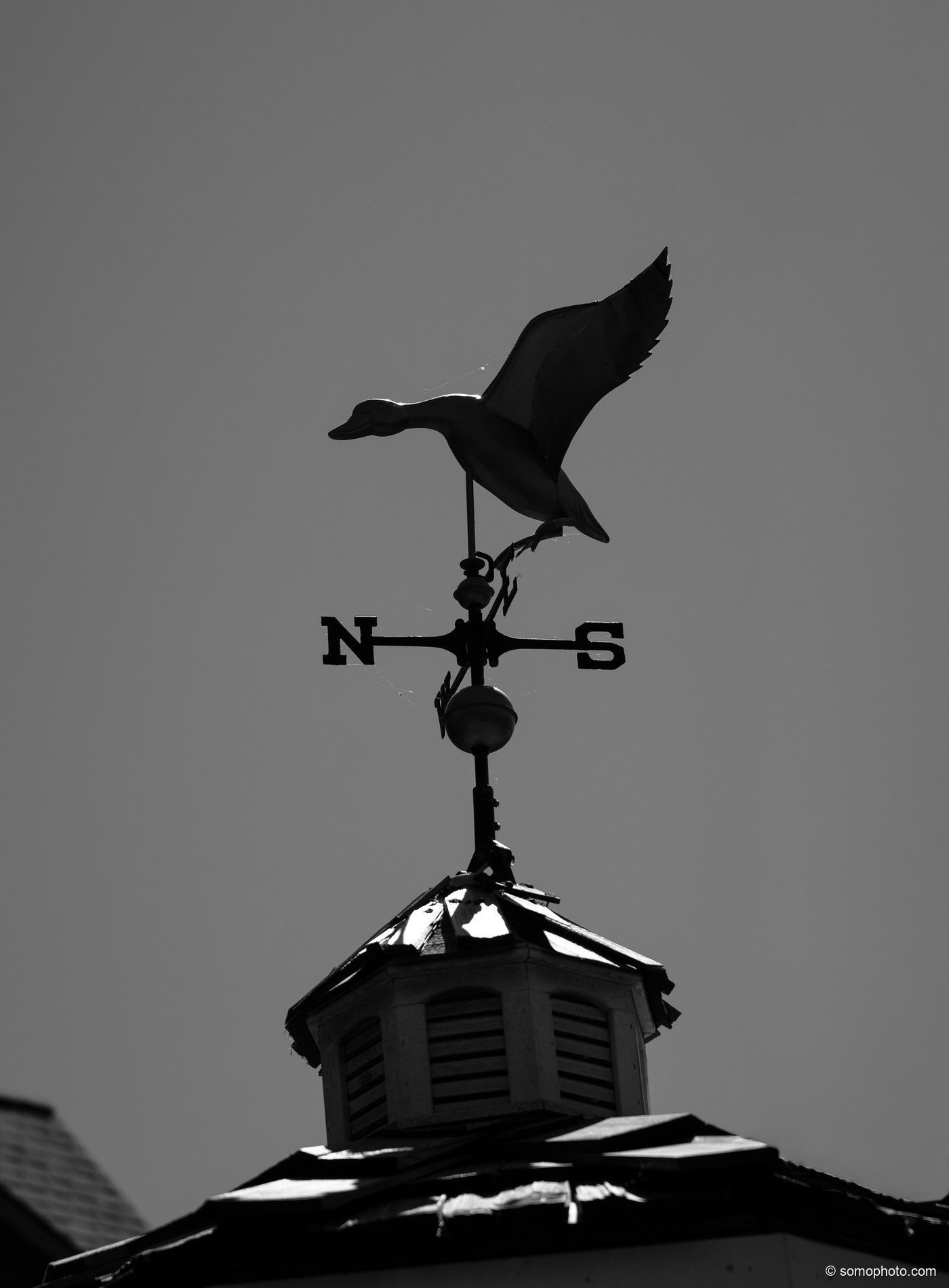 Snow Goose Bw