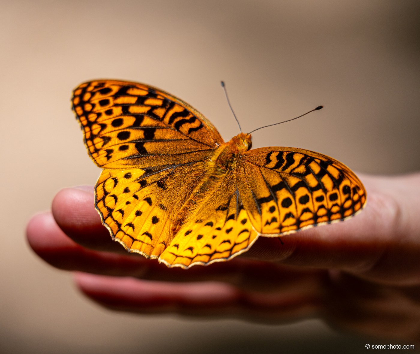 Fritillary Amber
