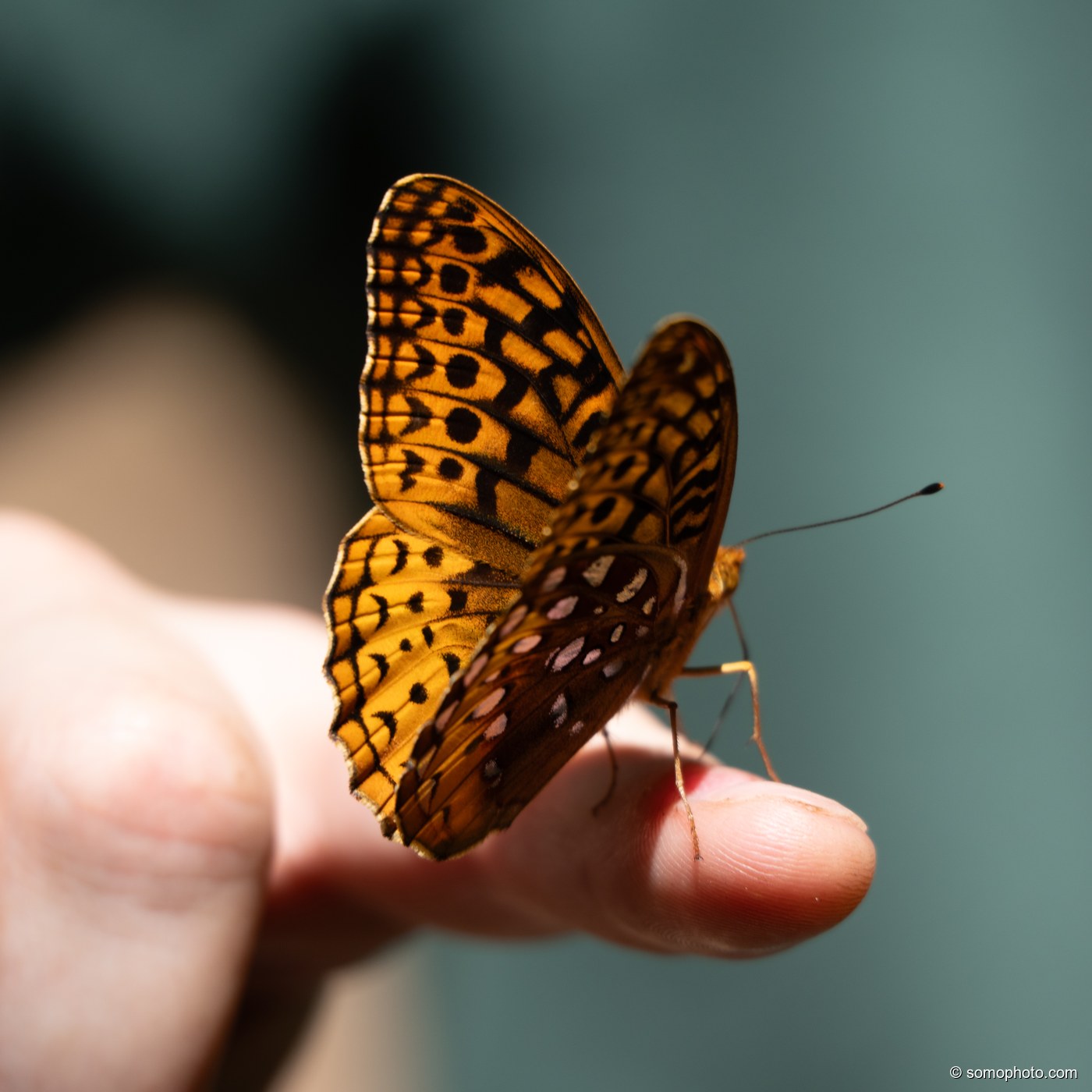Fritillary Jade