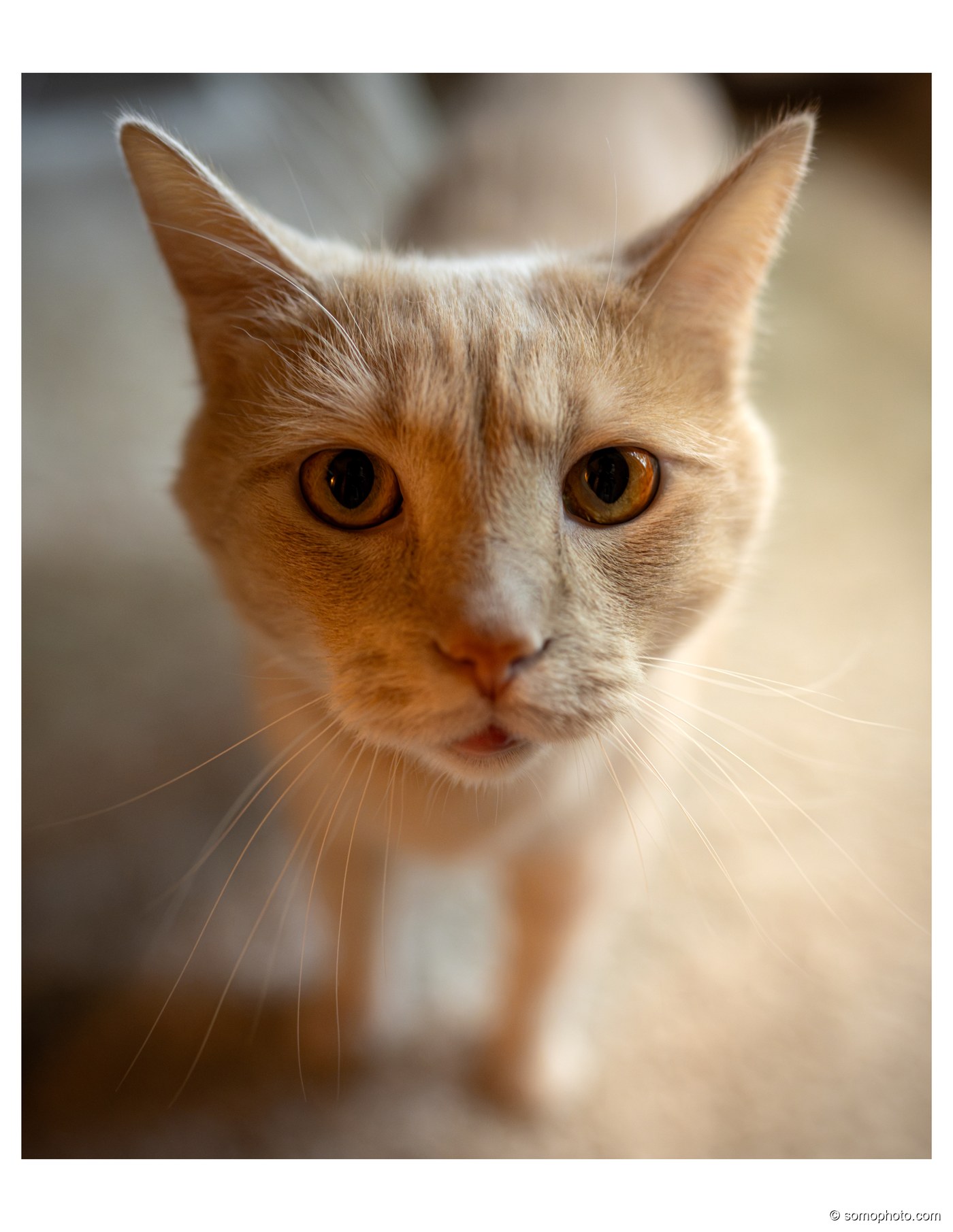 Golden Tabby Portrait